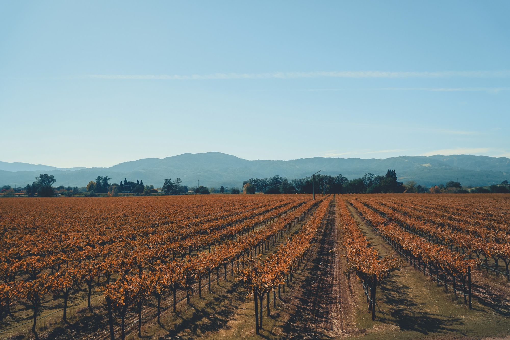 A vineyard stretches into the distance, lined with grapevines. Mountains and a clear, blue sky serve as the backdrop.